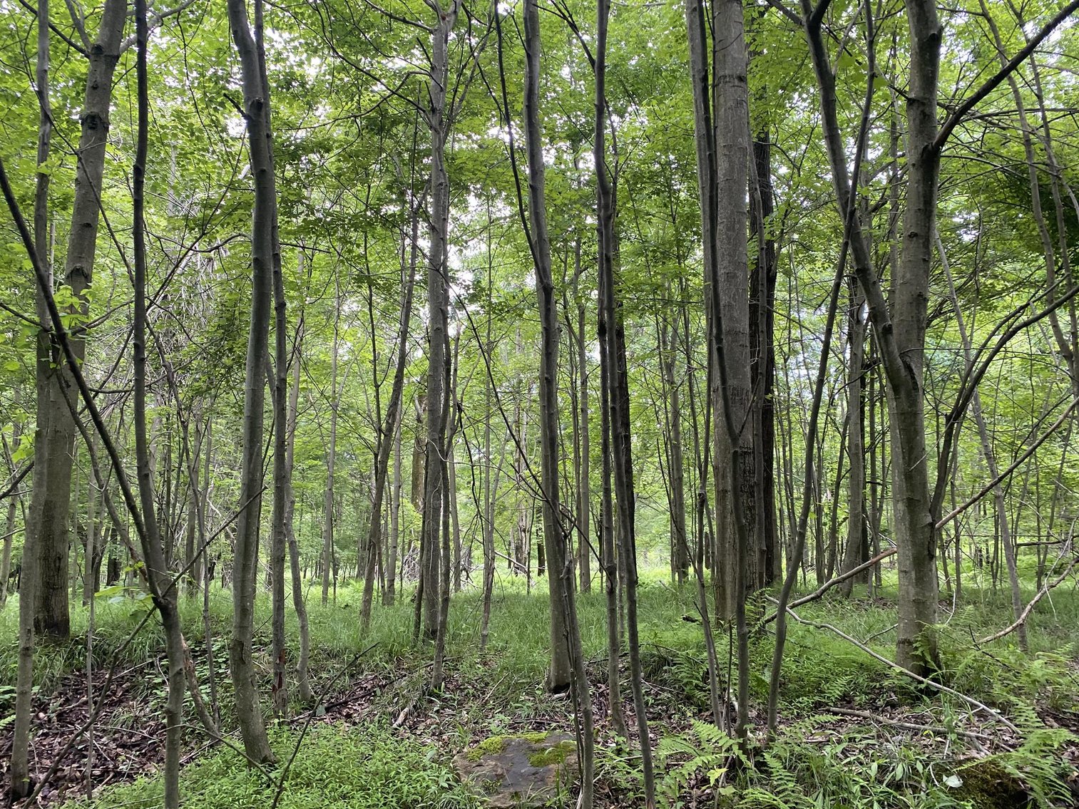 Image for SOLD - Large Tracts of Land Sold to the Highest Bidders