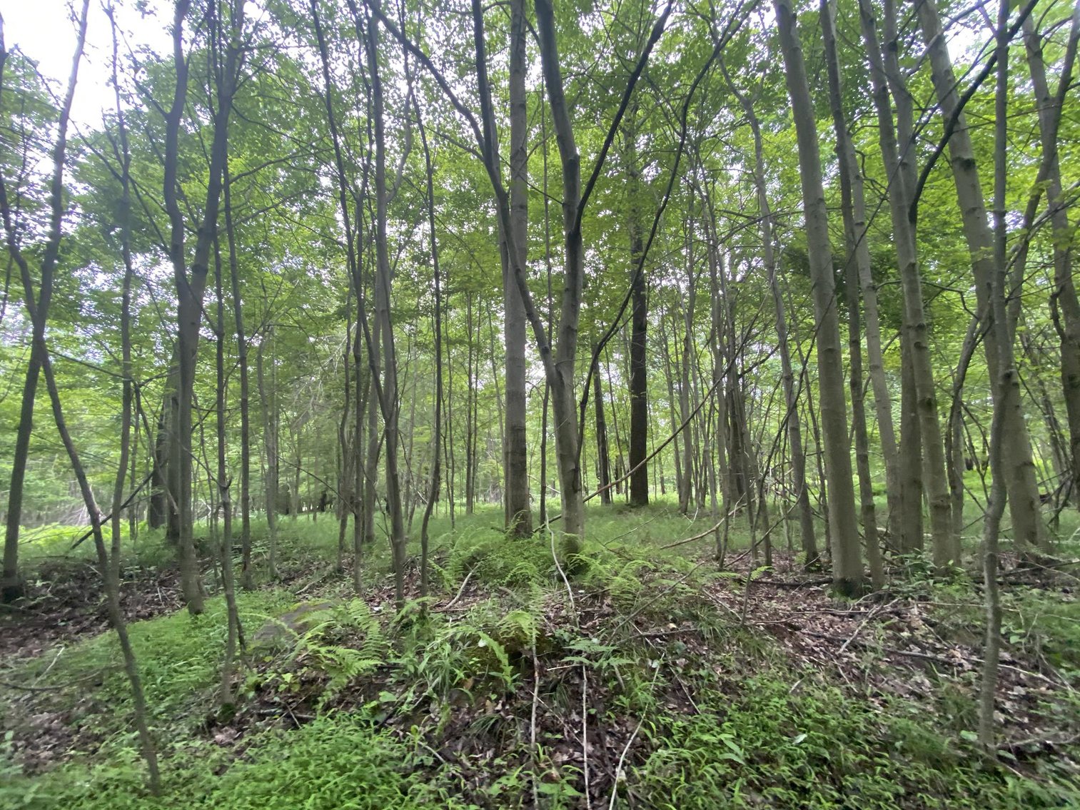 Image for SOLD - Large Tracts of Land Sold to the Highest Bidders