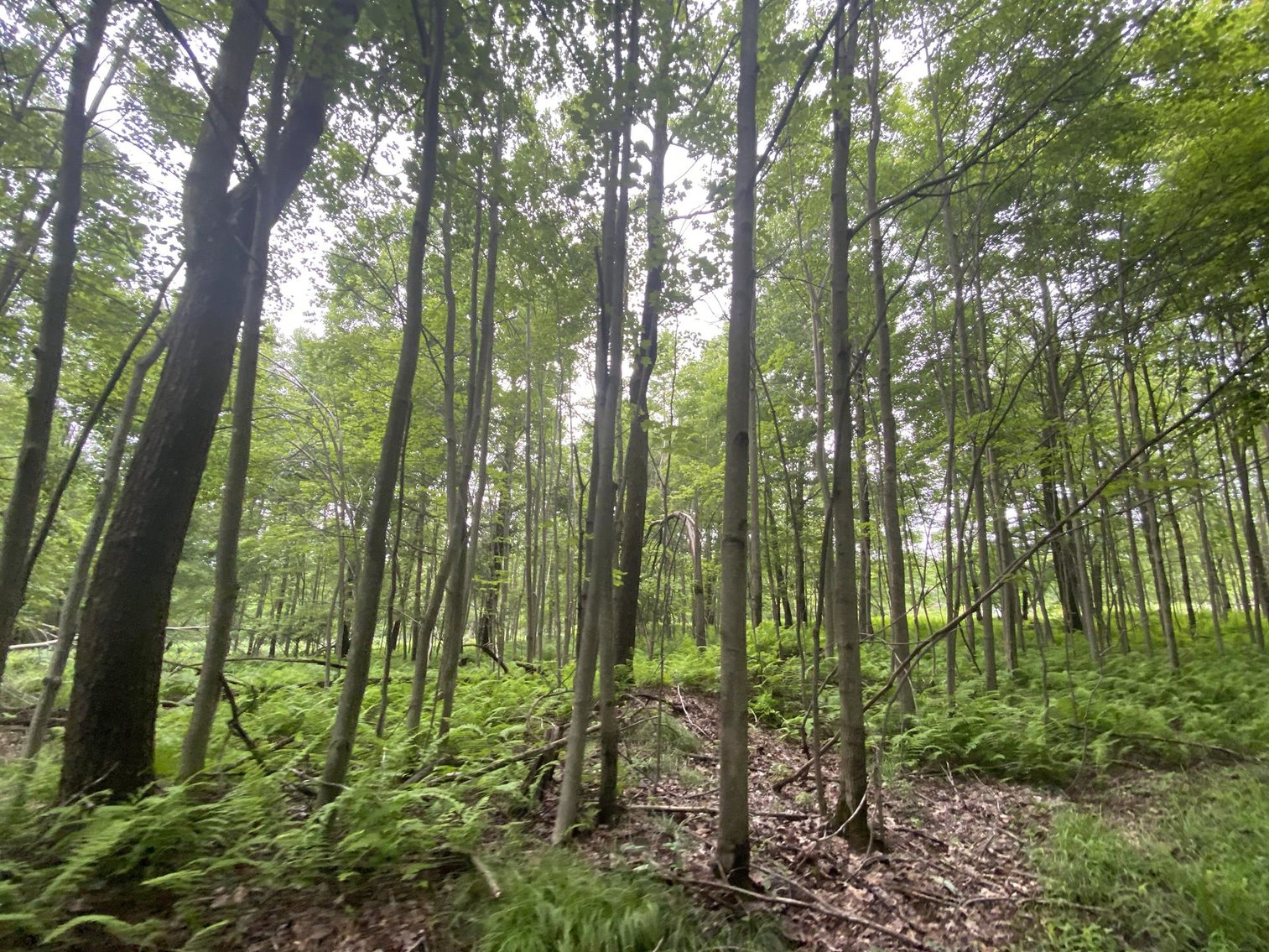 Image for SOLD - Large Tracts of Land Sold to the Highest Bidders