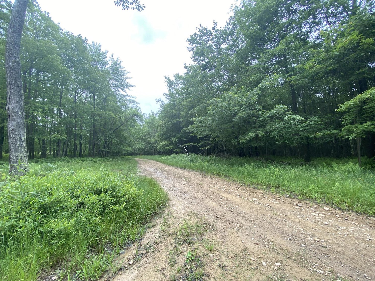 Image for SOLD - Large Tracts of Land Sold to the Highest Bidders