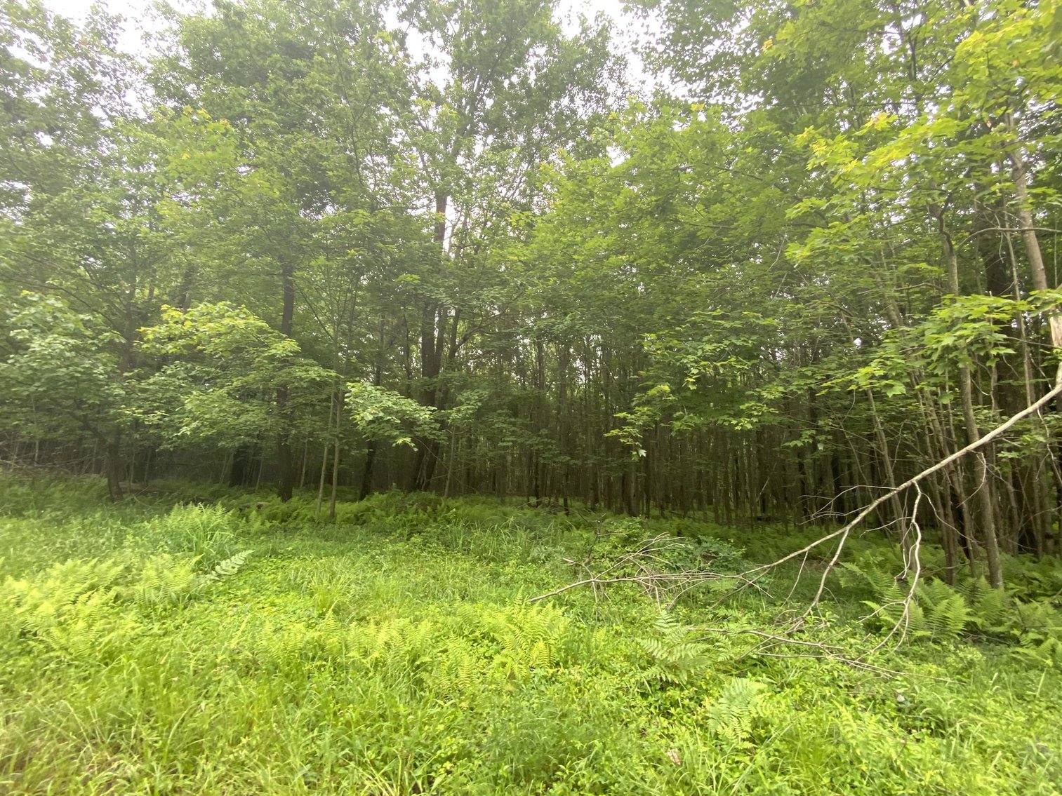 Image for SOLD - Large Tracts of Land Sold to the Highest Bidders