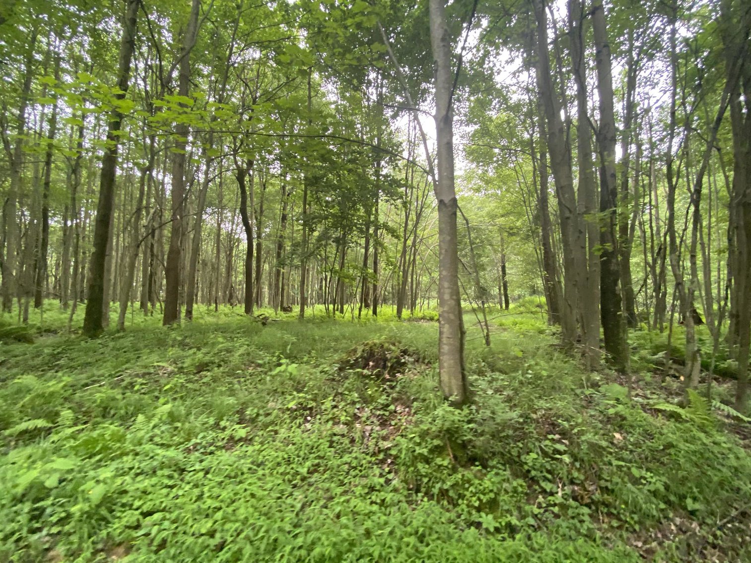 Image for SOLD - Large Tracts of Land Sold to the Highest Bidders