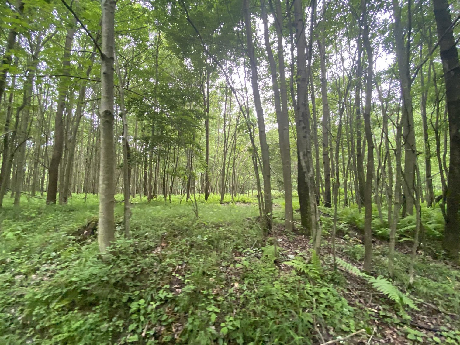 Image for SOLD - Large Tracts of Land Sold to the Highest Bidders