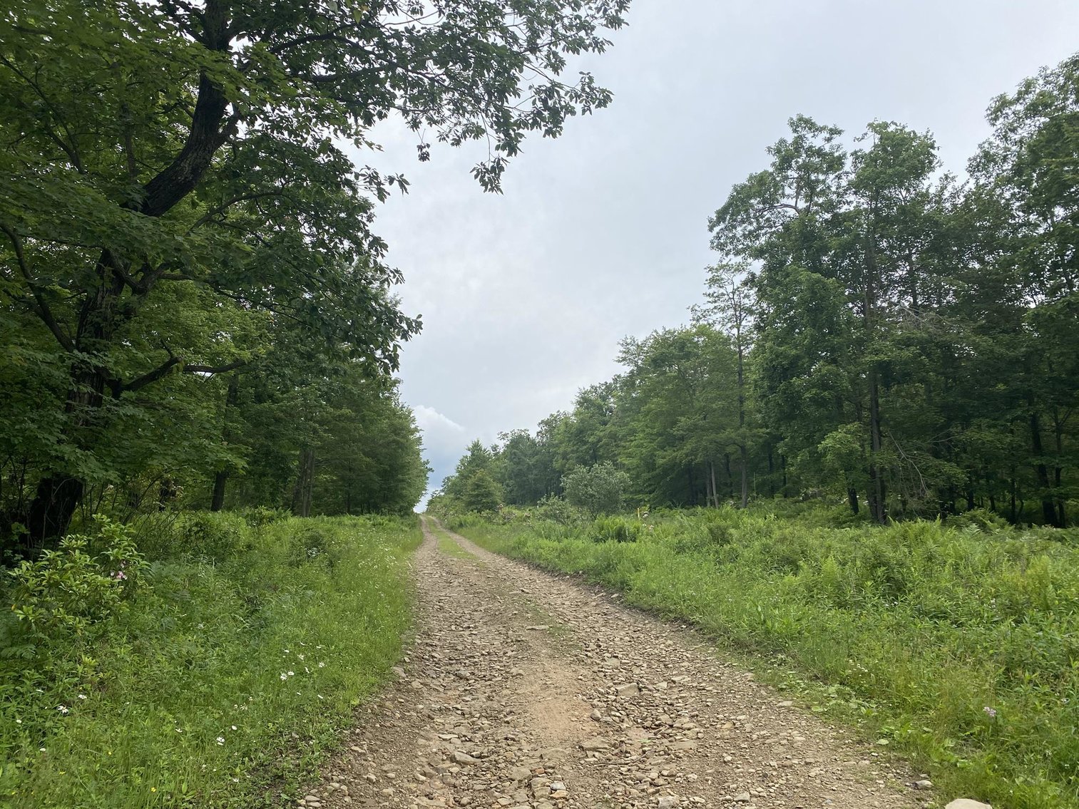 Image for SOLD - Large Tracts of Land Sold to the Highest Bidders