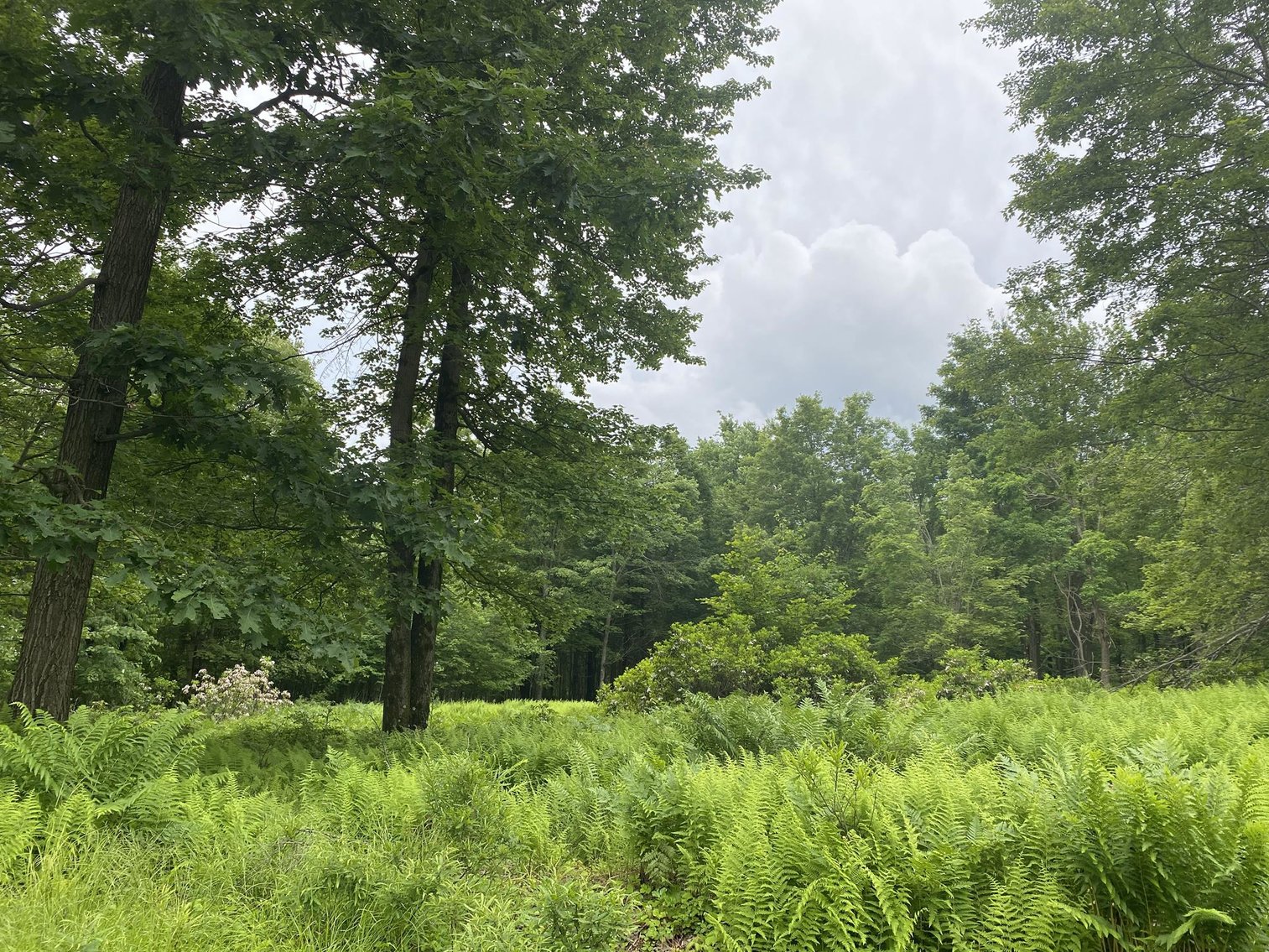 Image for SOLD - Large Tracts of Land Sold to the Highest Bidders