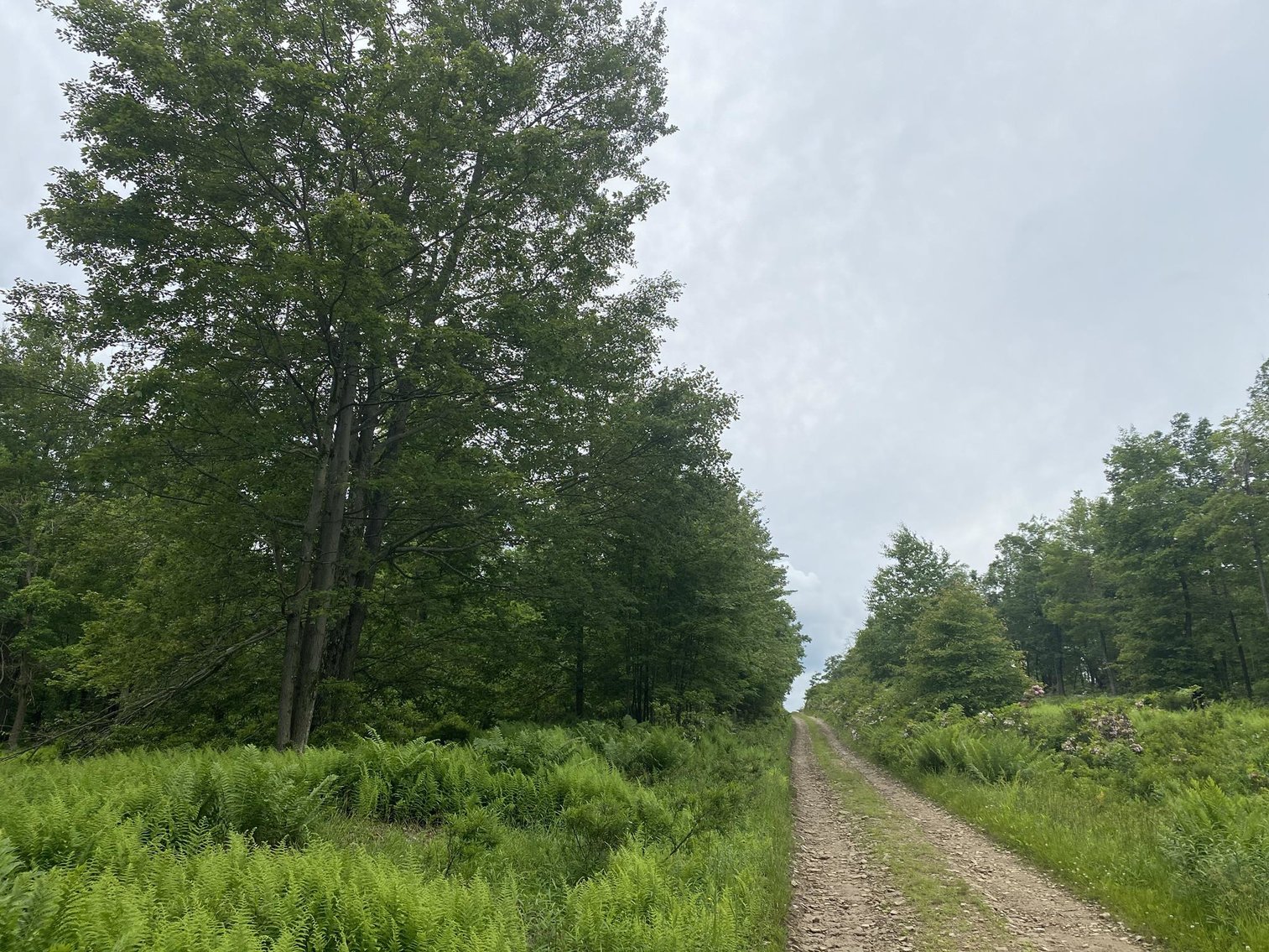 Image for SOLD - Large Tracts of Land Sold to the Highest Bidders