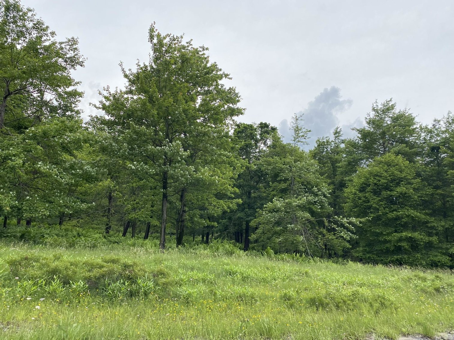 Image for SOLD - Large Tracts of Land Sold to the Highest Bidders