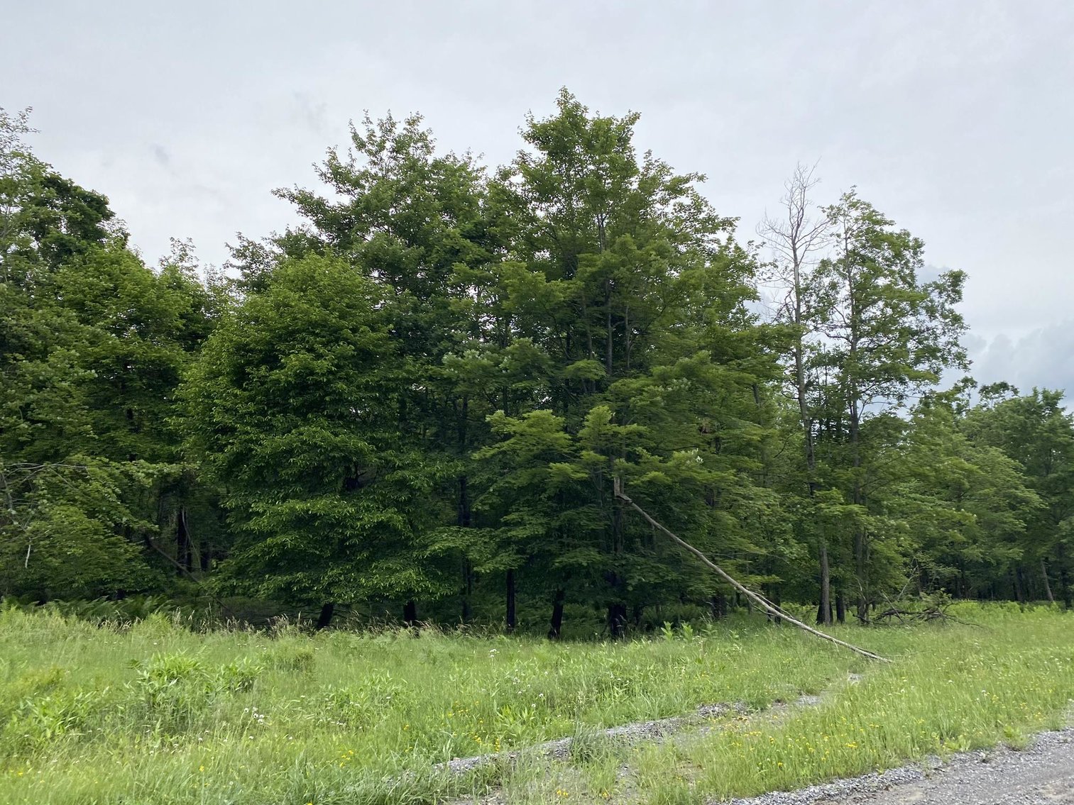 Image for SOLD - Large Tracts of Land Sold to the Highest Bidders