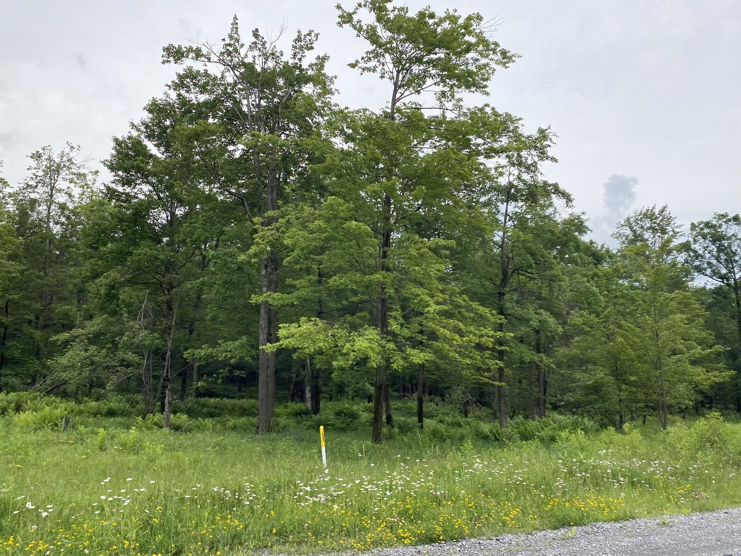 Image for SOLD - Large Tracts of Land Sold to the Highest Bidders