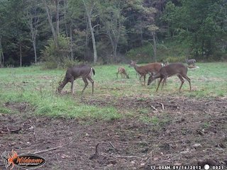 Image for 2 BR/1 BA Log Cabin on 30 +/- Acres Bordering National Forest in Bath County, VA