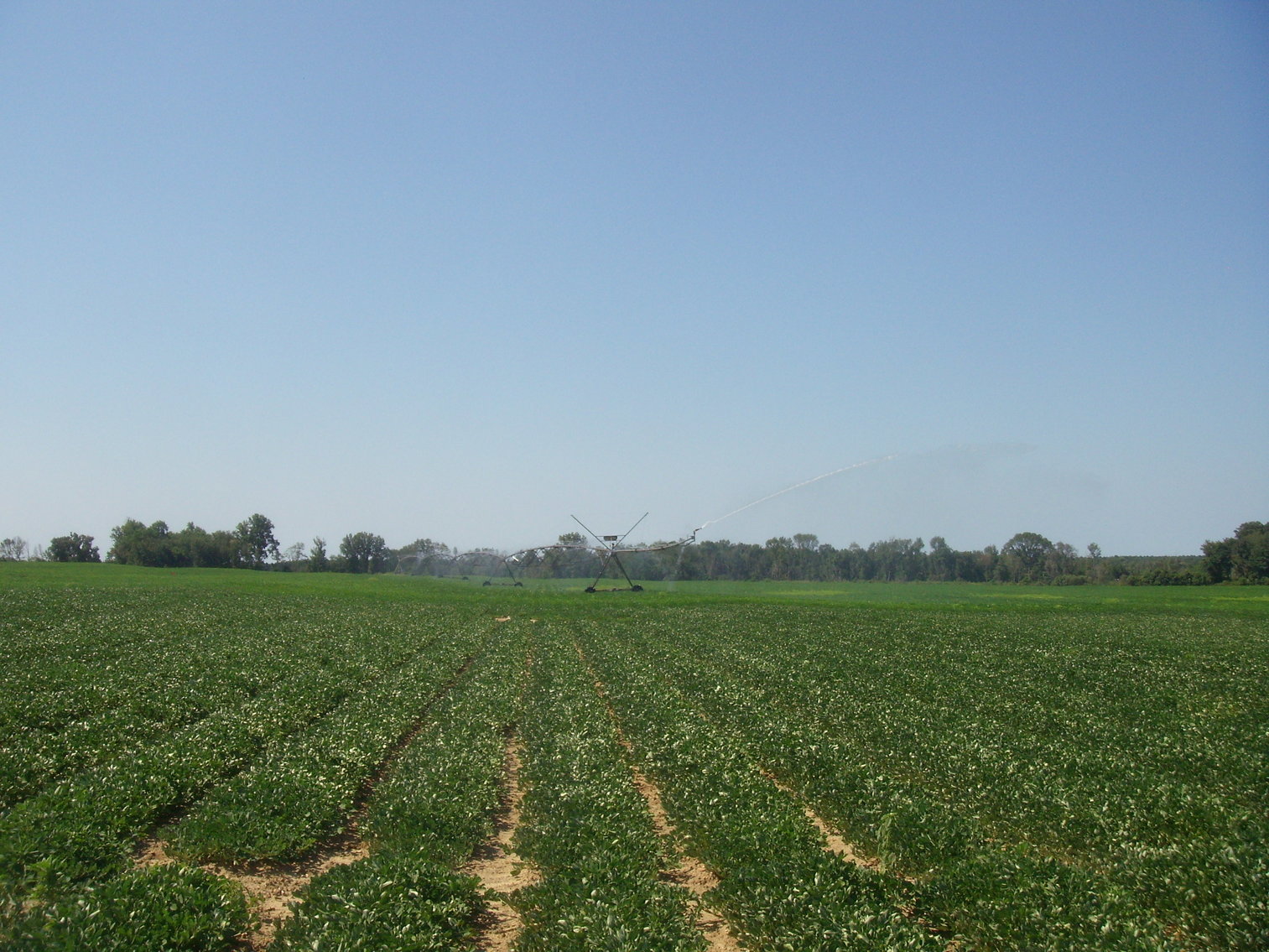 Image for LIVE AUCTION - THURSDAY, SEPTEMBER 10, 2020 @ 7:00 p.m. - 158 Acres in Laurens Co., GA