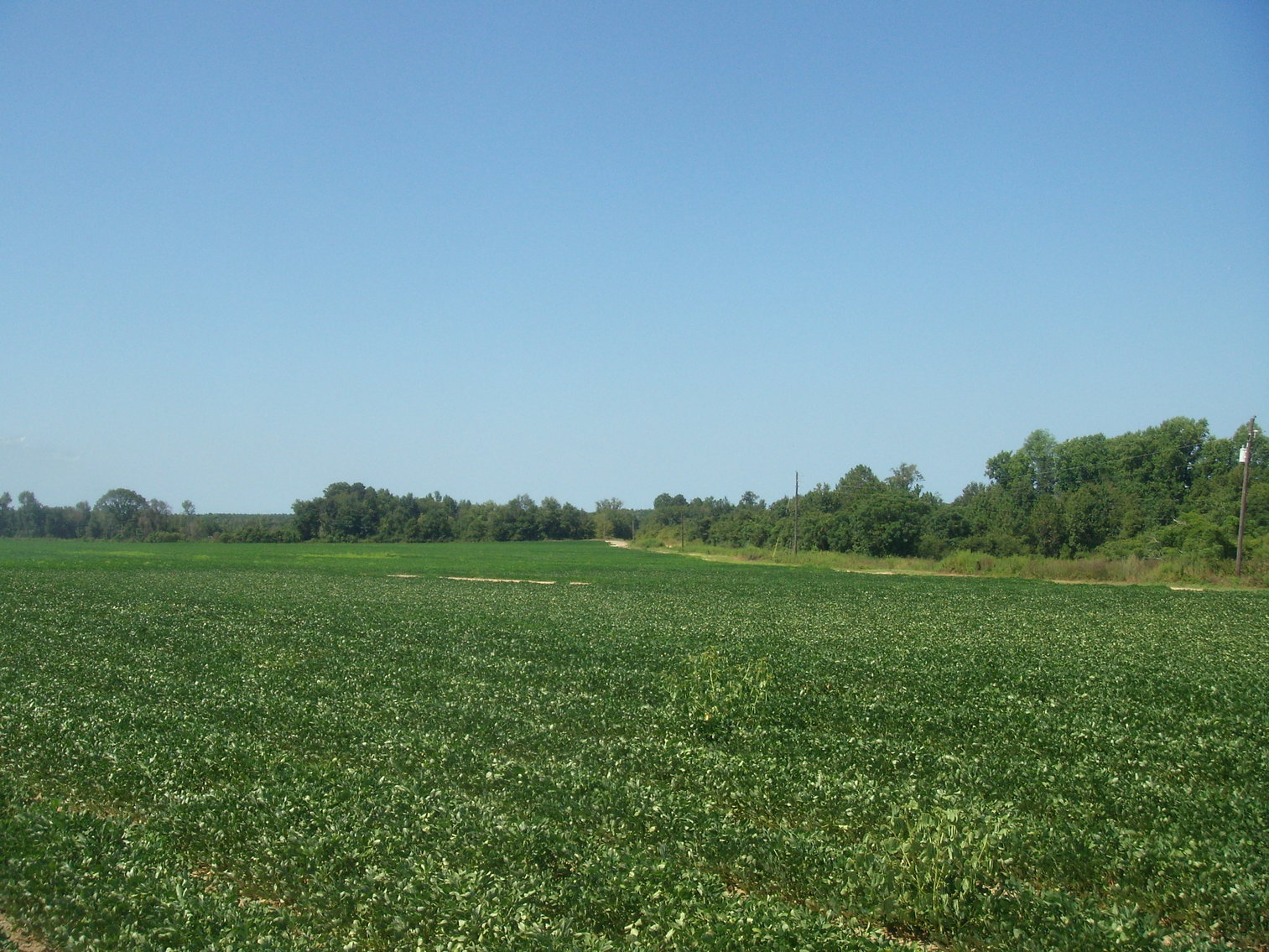 Image for LIVE AUCTION - THURSDAY, SEPTEMBER 10, 2020 @ 7:00 p.m. - 158 Acres in Laurens Co., GA