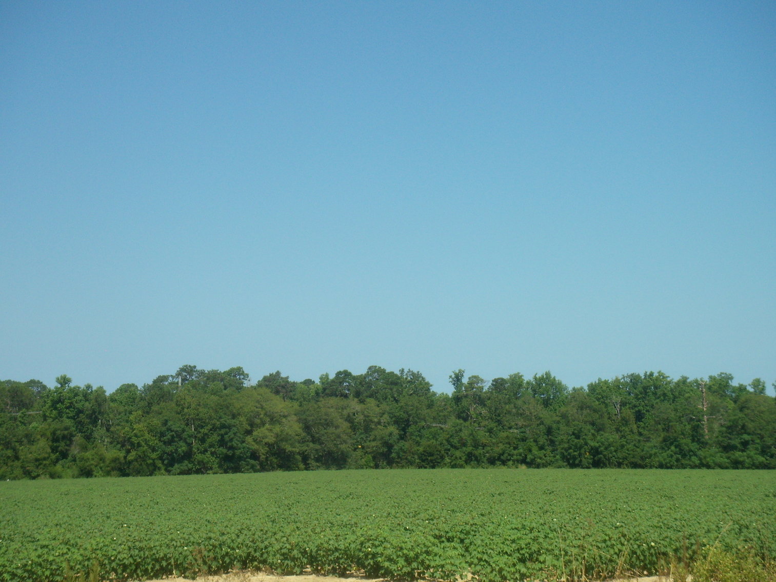 Image for LIVE AUCTION - THURSDAY, SEPTEMBER 10, 2020 @ 7:00 p.m. - 158 Acres in Laurens Co., GA