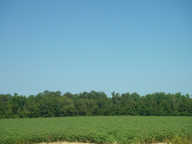 Image for LIVE AUCTION - THURSDAY, SEPTEMBER 10, 2020 @ 7:00 p.m. - 158 Acres in Laurens Co., GA