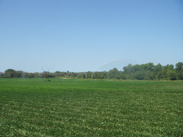 Image for LIVE AUCTION - THURSDAY, SEPTEMBER 10, 2020 @ 7:00 p.m. - 158 Acres in Laurens Co., GA