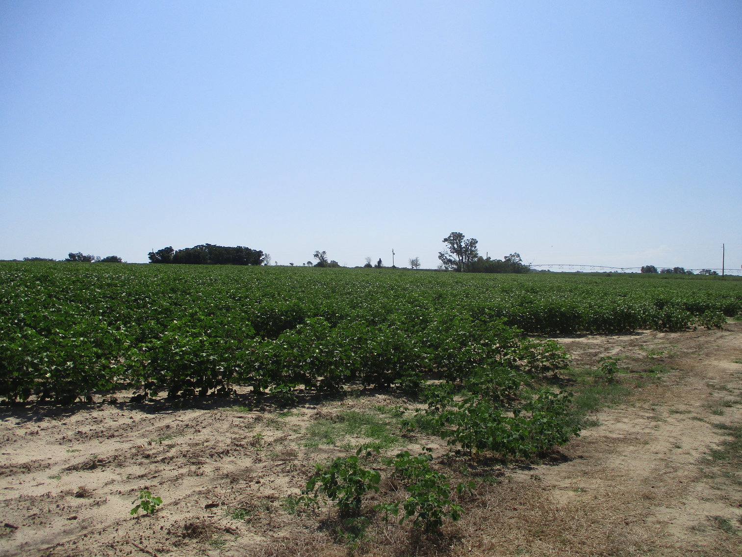 Image for LIVE AUCTION - THURSDAY, SEPTEMBER 10, 2020 @ 7:00 p.m. - 158 Acres in Laurens Co., GA