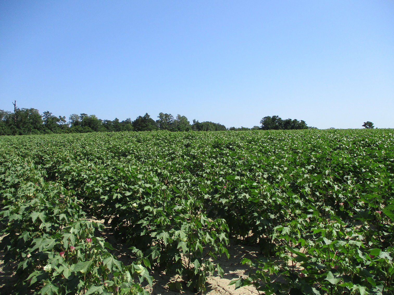 Image for LIVE AUCTION - THURSDAY, SEPTEMBER 10, 2020 @ 7:00 p.m. - 158 Acres in Laurens Co., GA