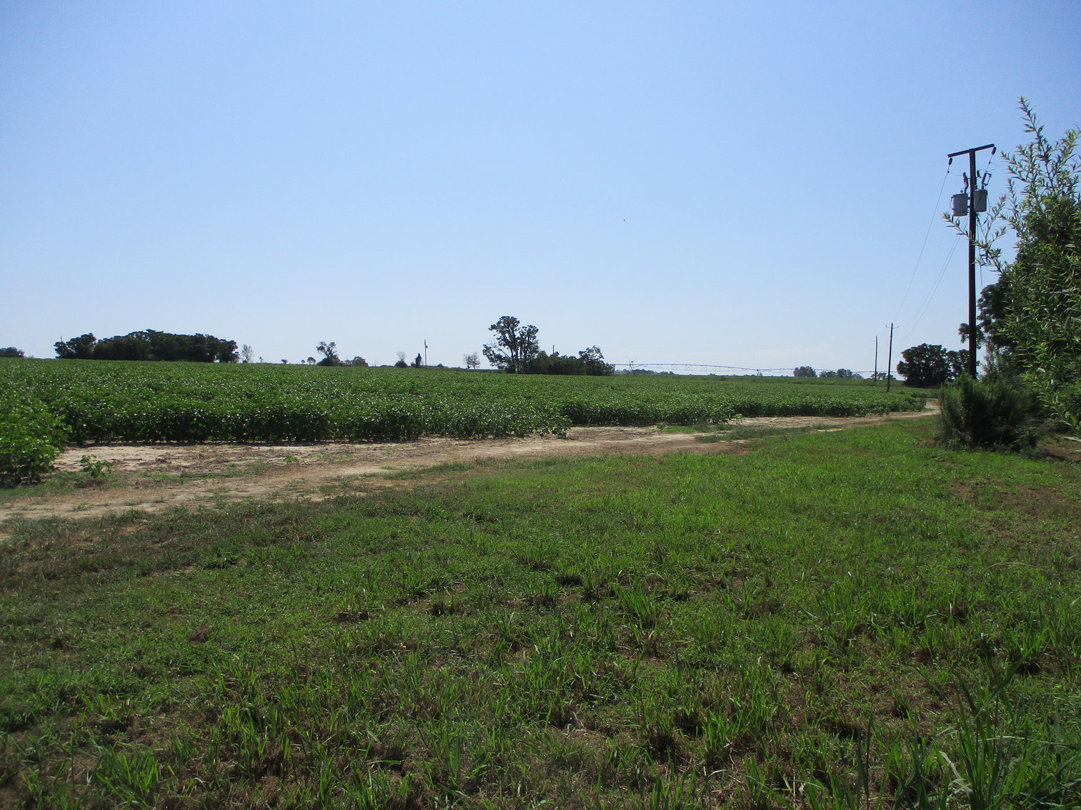 Image for LIVE AUCTION - THURSDAY, SEPTEMBER 10, 2020 @ 7:00 p.m. - 158 Acres in Laurens Co., GA