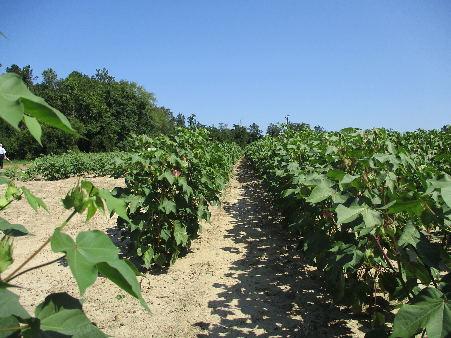 Image for LIVE AUCTION - THURSDAY, SEPTEMBER 10, 2020 @ 7:00 p.m. - 158 Acres in Laurens Co., GA