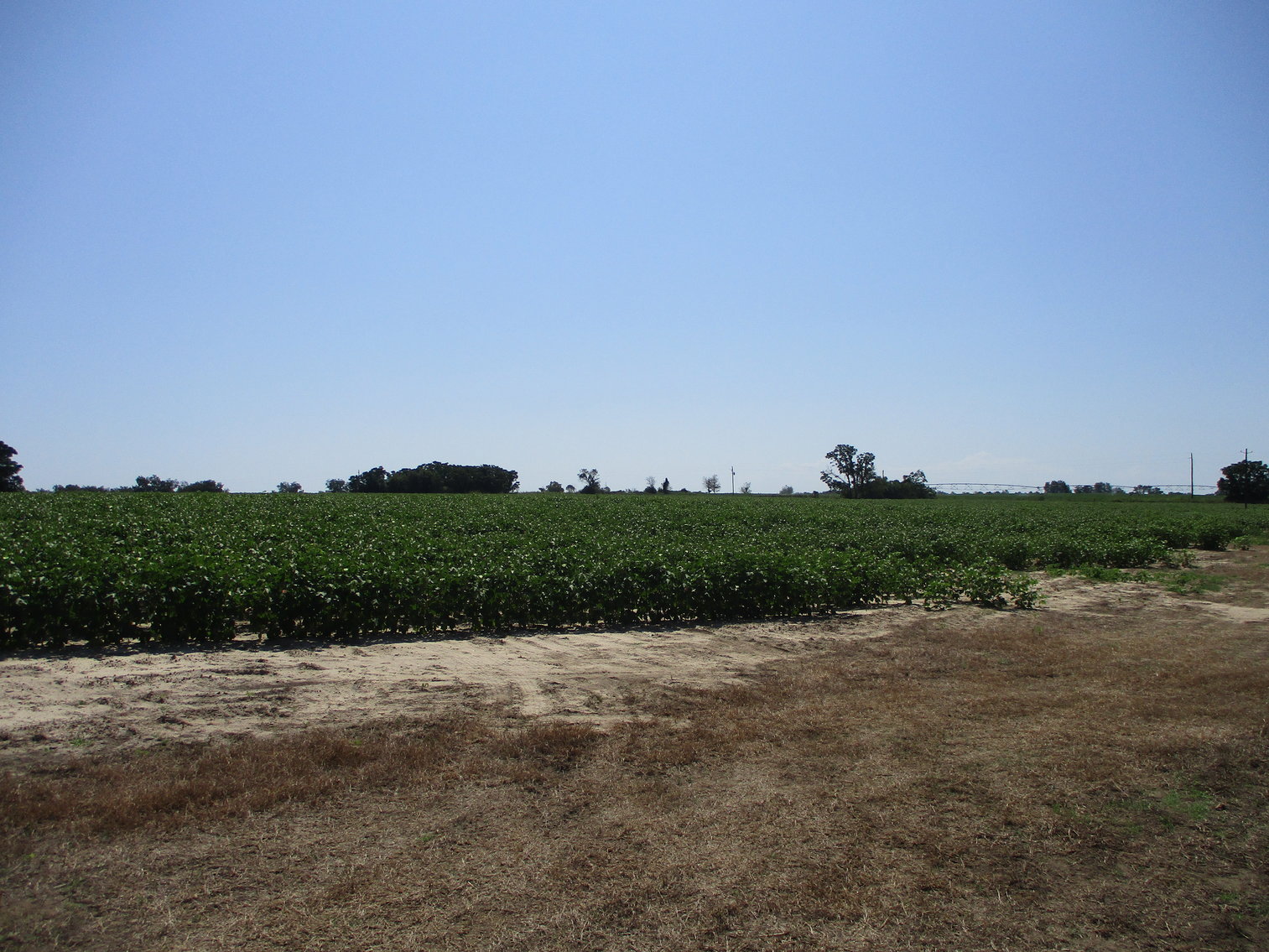 Image for LIVE AUCTION - THURSDAY, SEPTEMBER 10, 2020 @ 7:00 p.m. - 158 Acres in Laurens Co., GA