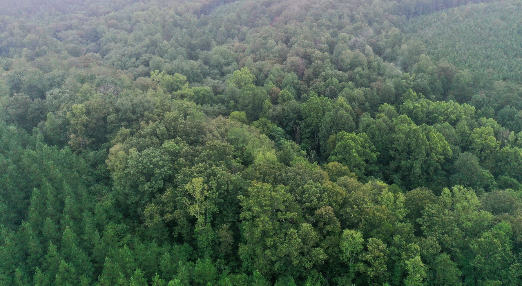 Image for 365 +/- Contiguous Acres of Land Offered in 3 Tracts Featuring Timber, Pasture & 5,600' +/- of River Frontage--Campbell County, VA