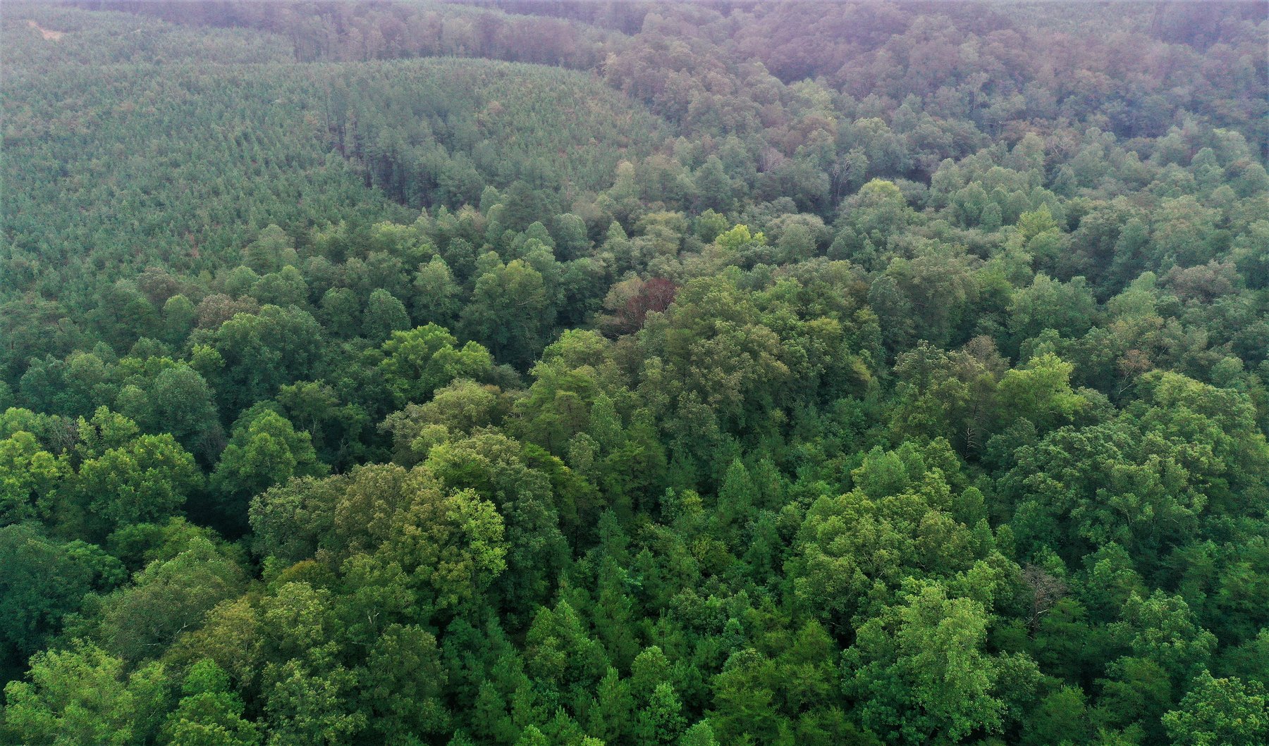 Image for 365 +/- Contiguous Acres of Land Offered in 3 Tracts Featuring Timber, Pasture & 5,600' +/- of River Frontage--Campbell County, VA