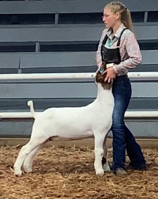 Image for 2020 PCLA Youth Livestock Auction