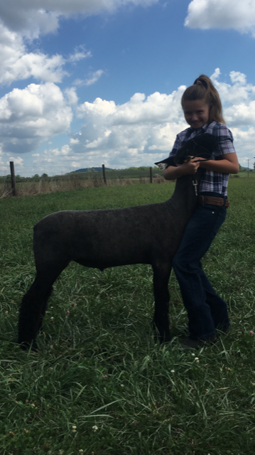 Image for 2020 PCLA Youth Livestock Auction