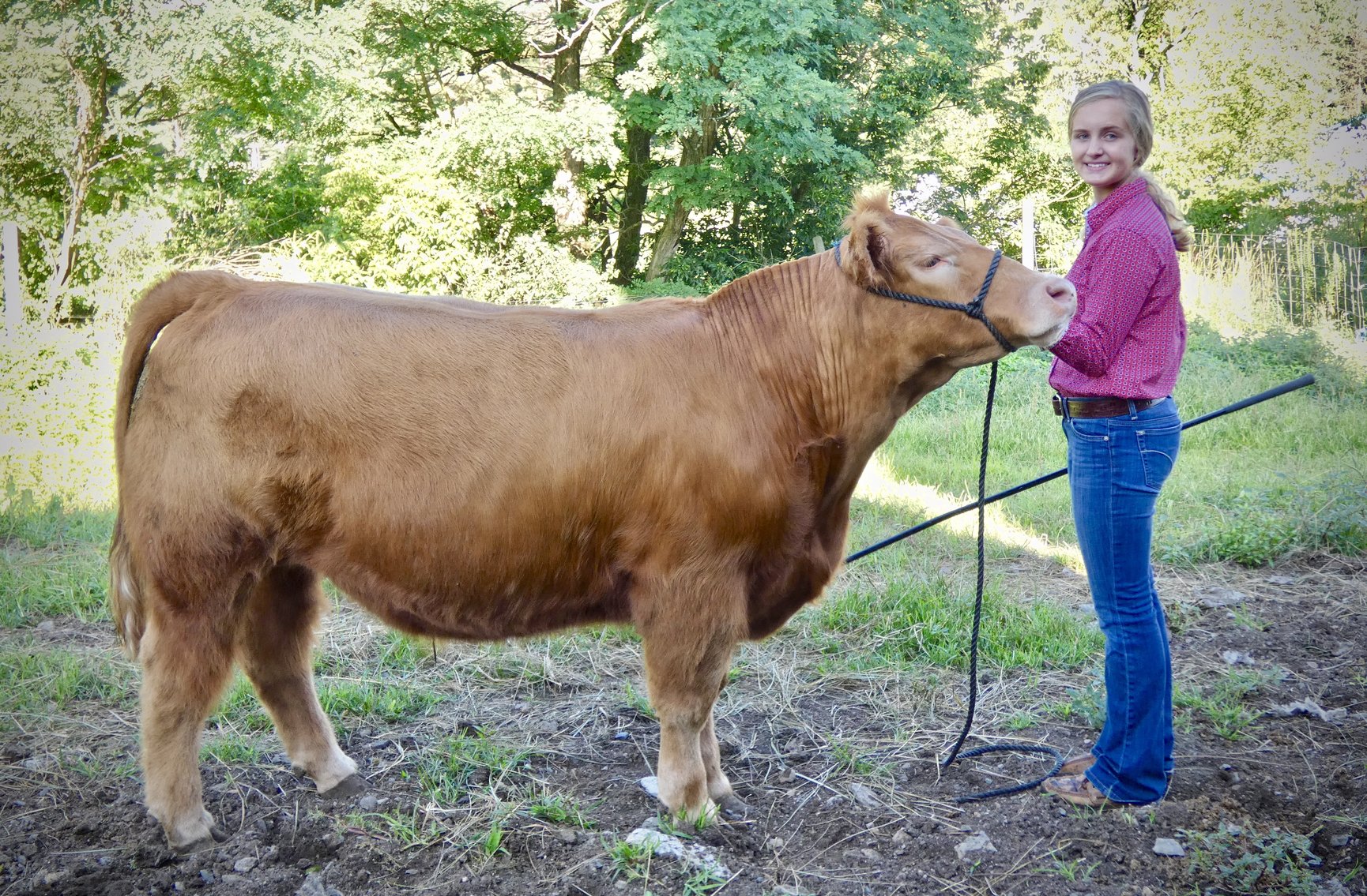 Image for 2020 PCLA Youth Livestock Auction