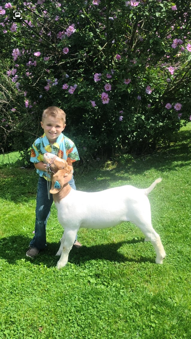 Image for 2020 PCLA Youth Livestock Auction