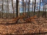 Image for 29-Lot# Dry Mountain Rd, Gladys, VA 24554