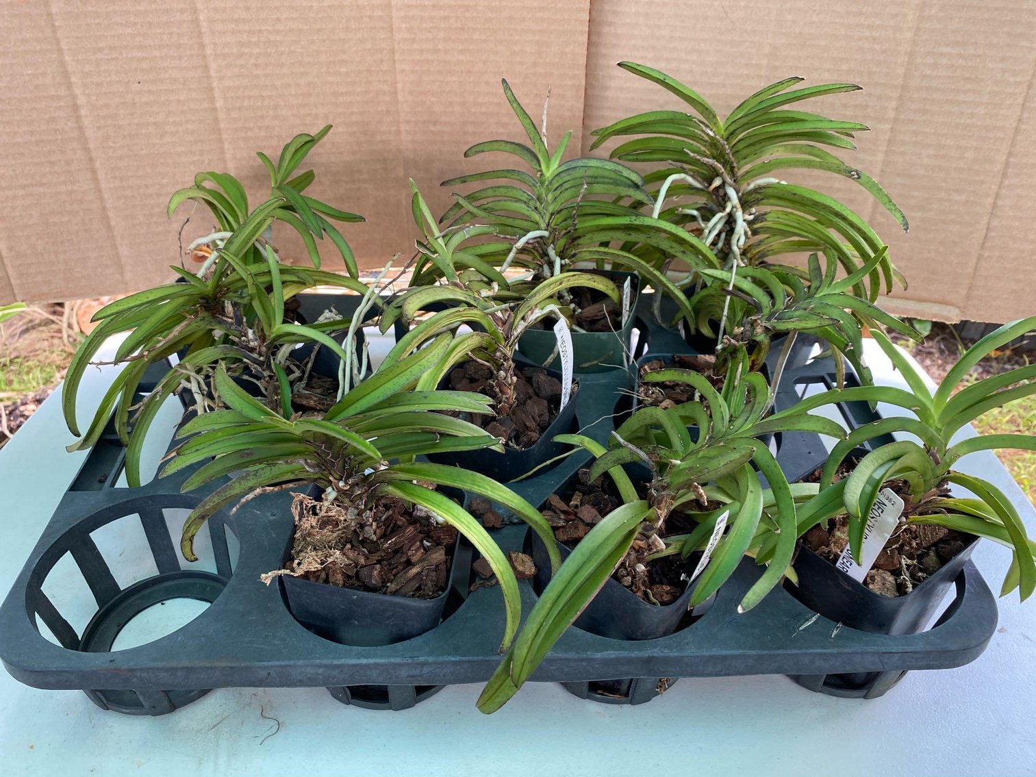 Image for Lihue Orchids, Pots and More Auction