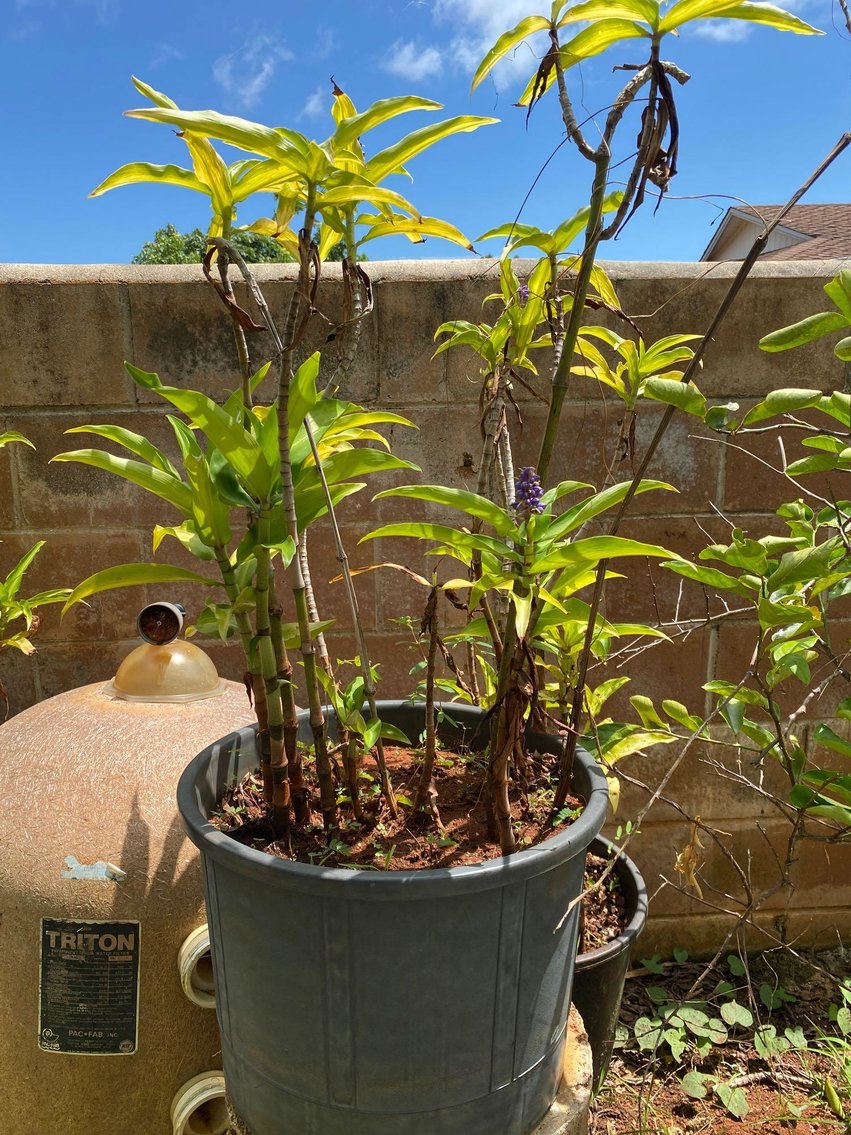 Image for Lihue Orchids, Pots and More Auction