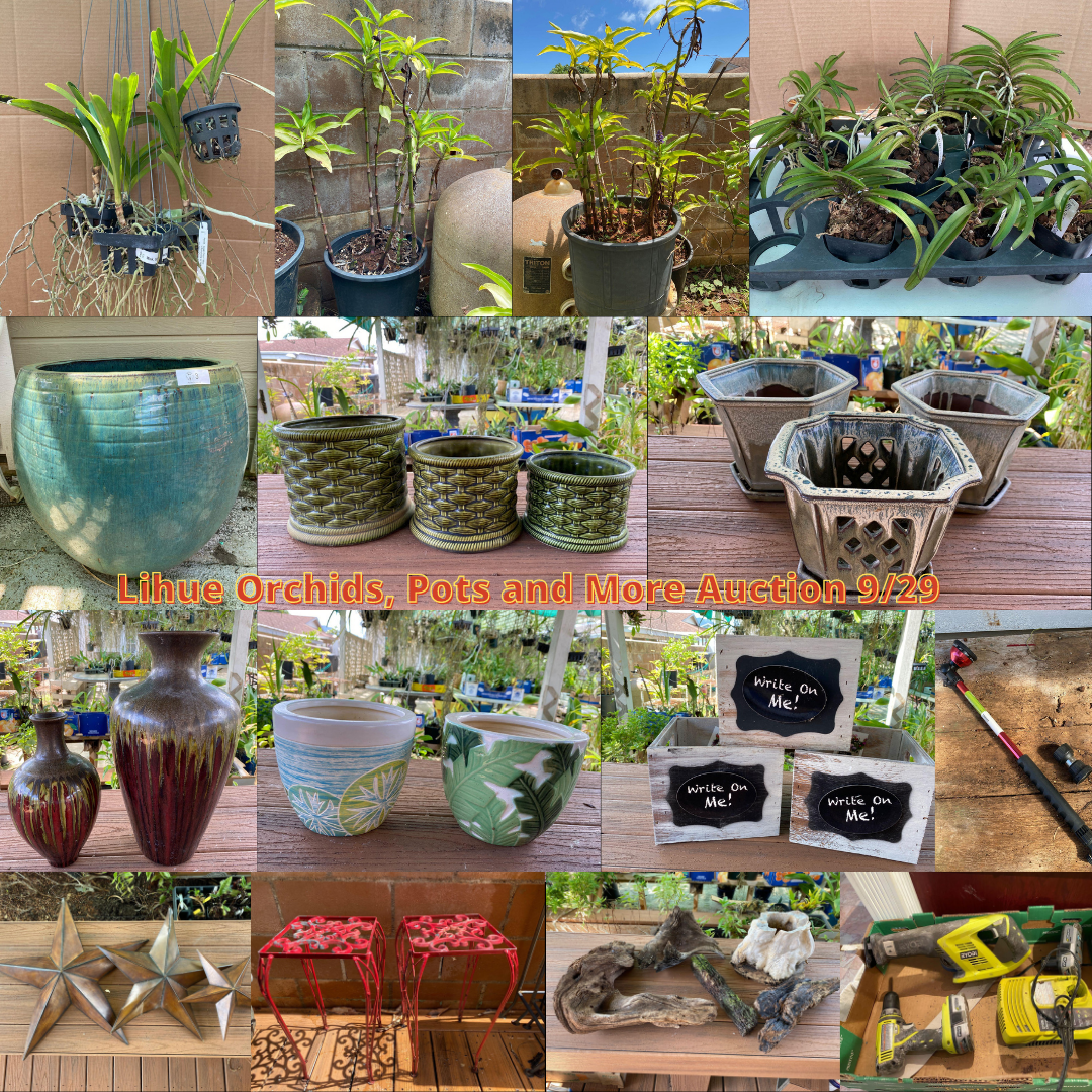 Image for Lihue Orchids, Pots and More Auction