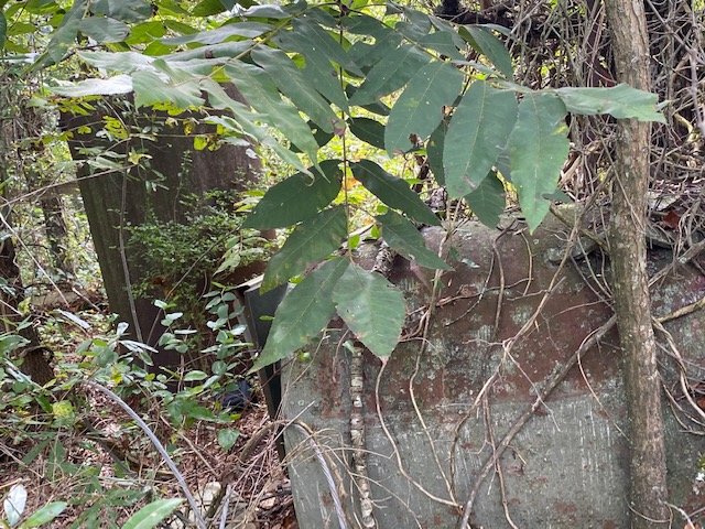 Image for Charlie Randall Road Lawndale-Vintage cars, tractors and more!