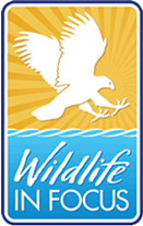 Image for STPRA - Silent Auction