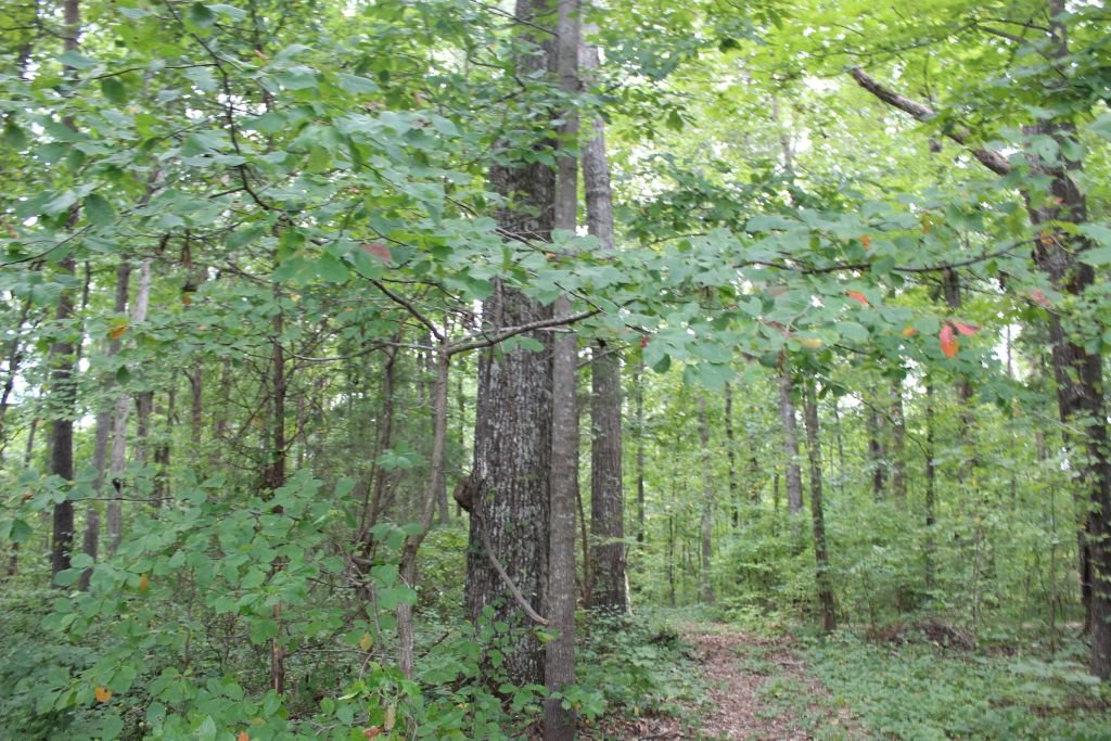 Image for 8.8 +/- Acres - Guilford County, NC