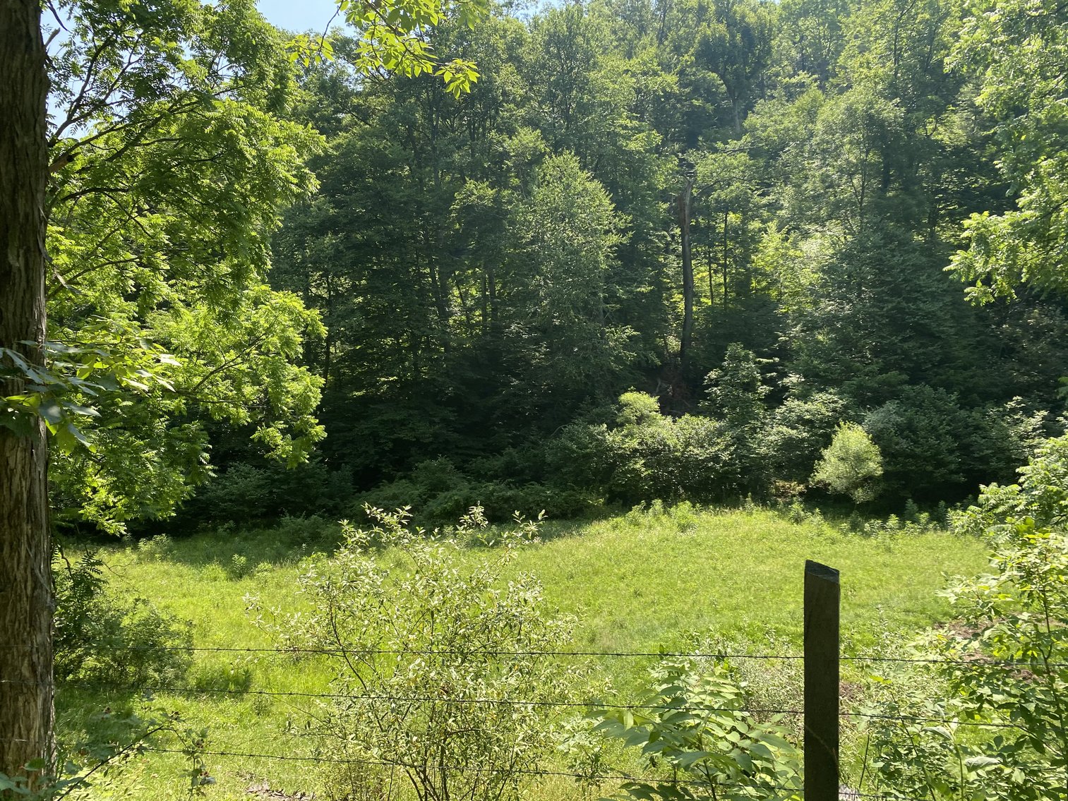 Image for 432.18+/- Acre Farm with Mineral Rights & Timber