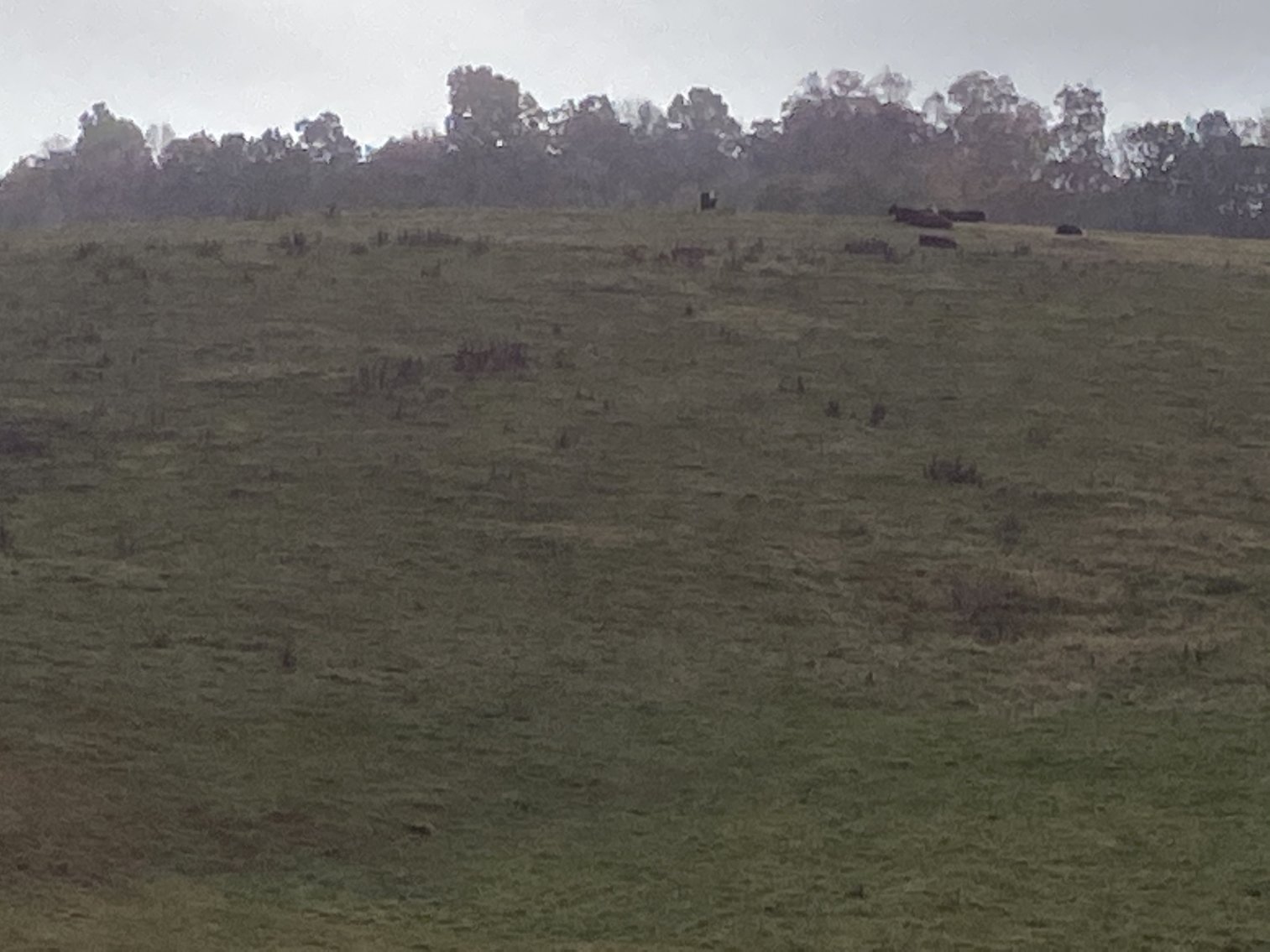 Image for Court Ordered Auction - Scenic 52.23 +/- AC Farm  Augusta Co - 2349 Springhill Rd. Staunton VA