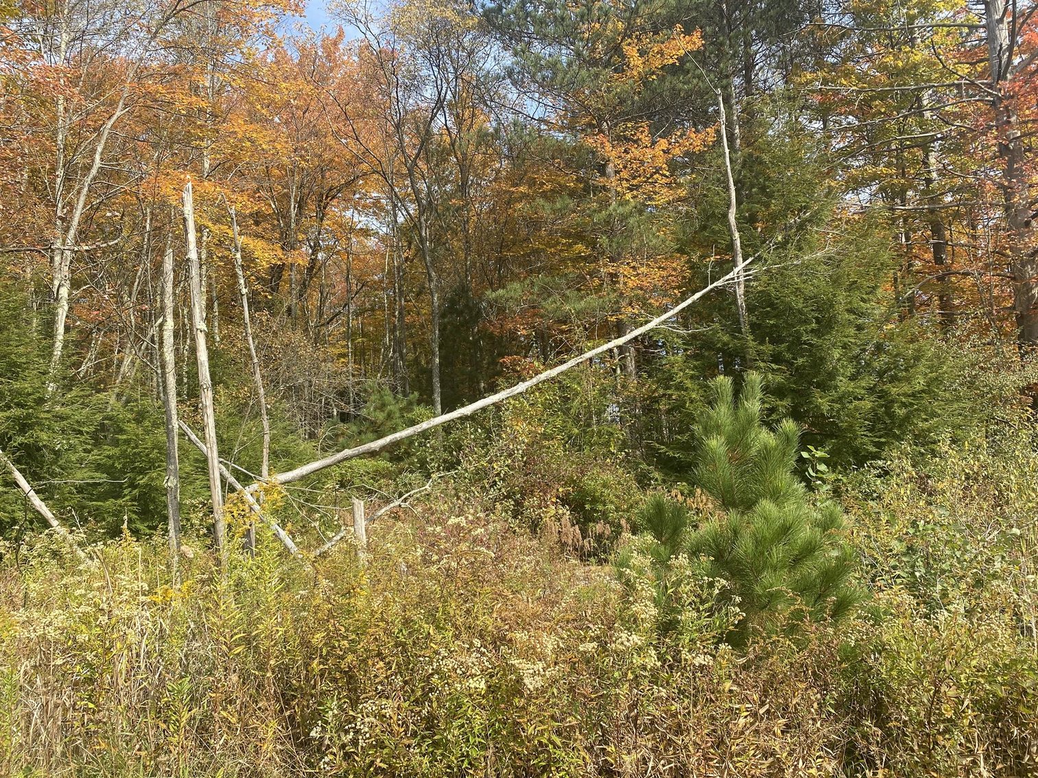 Image for SOLD - 55 Lots in Tuscan Ridge Sold to the Highest Bidders