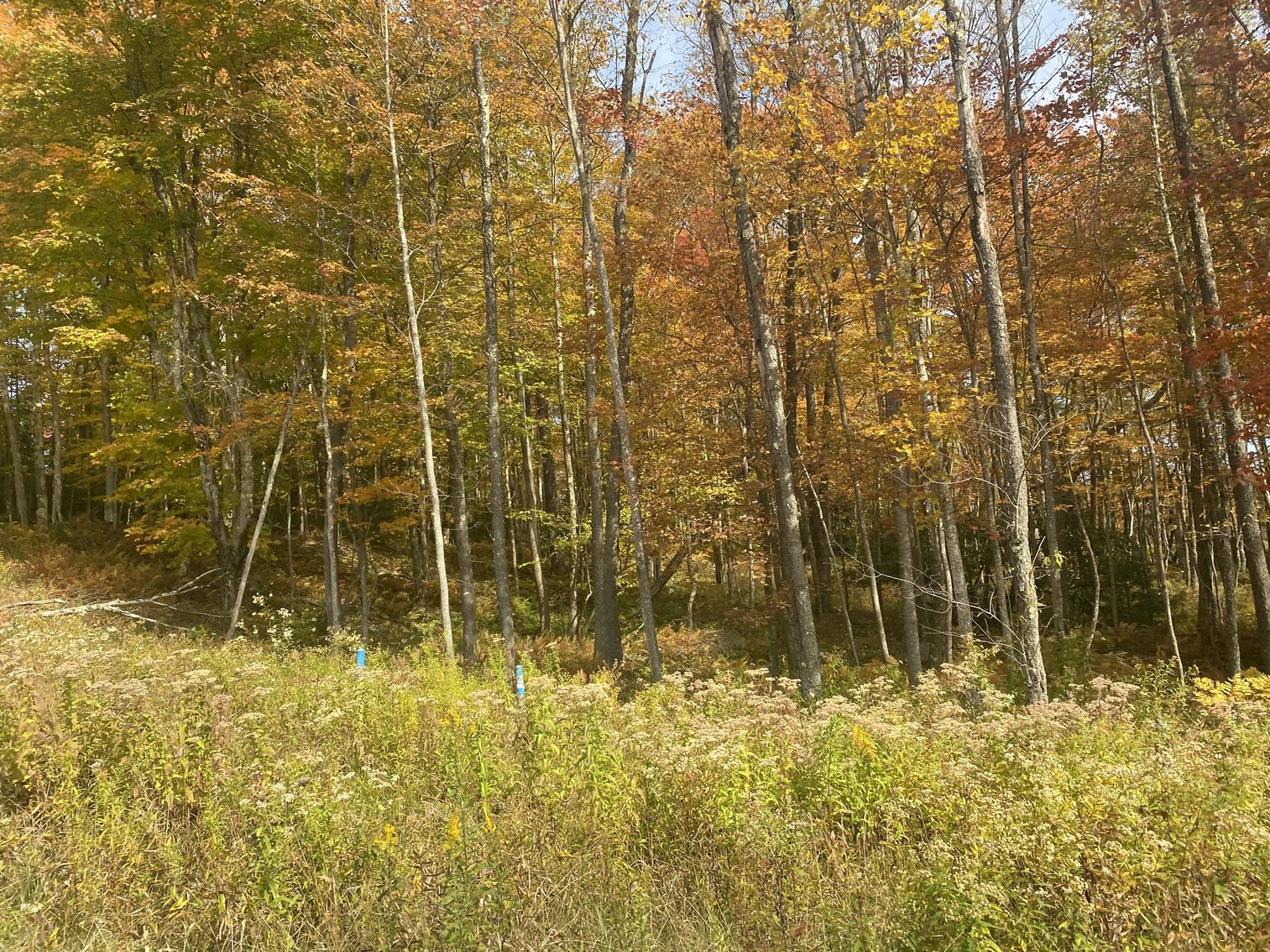 Image for SOLD - 55 Lots in Tuscan Ridge Sold to the Highest Bidders