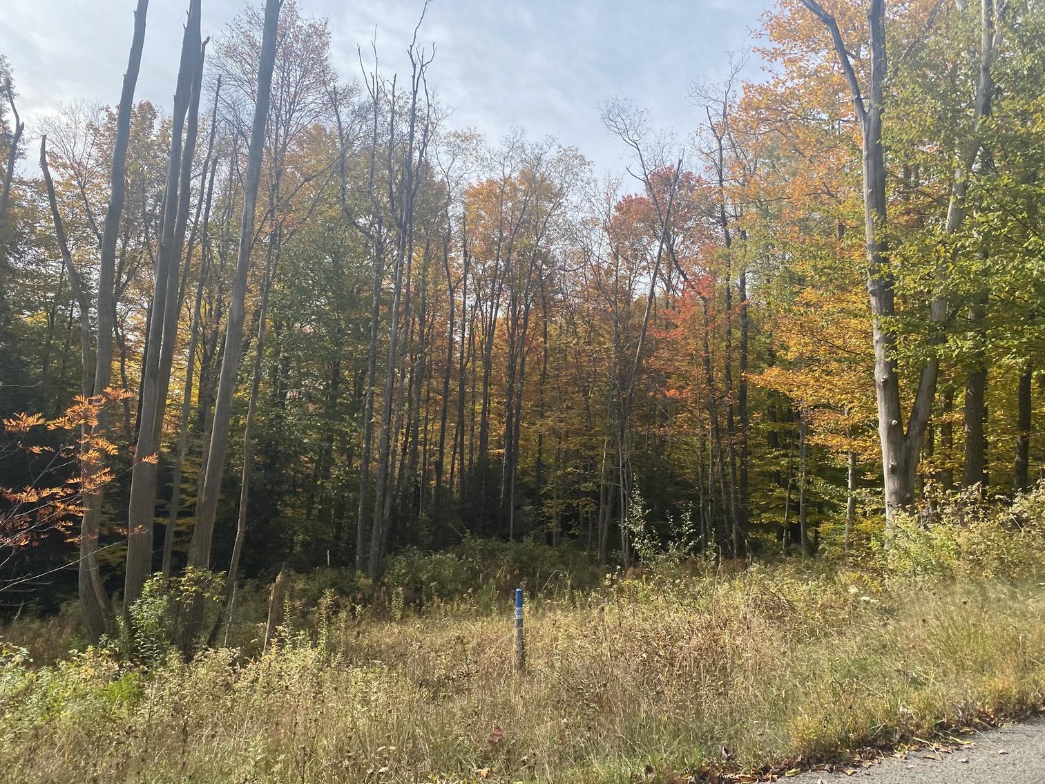 Image for SOLD - 55 Lots in Tuscan Ridge Sold to the Highest Bidders