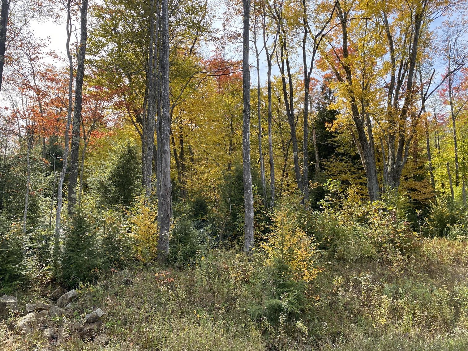 Image for SOLD - 55 Lots in Tuscan Ridge Sold to the Highest Bidders