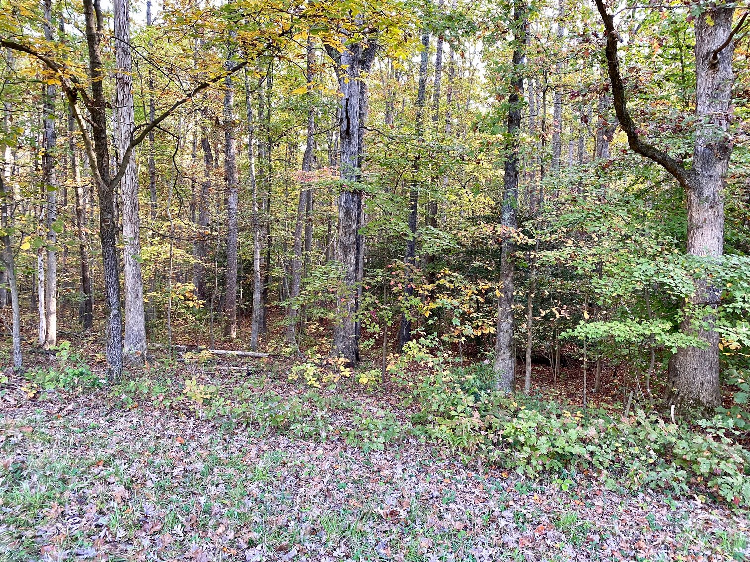 Image for 55.16 +/- Acres of Desirable Land Fronting Smith Station Rd. w/3 BR Home & Outbuildings in Spotsylvania County, VA--SELLING to the HIGHEST BIDDER!!