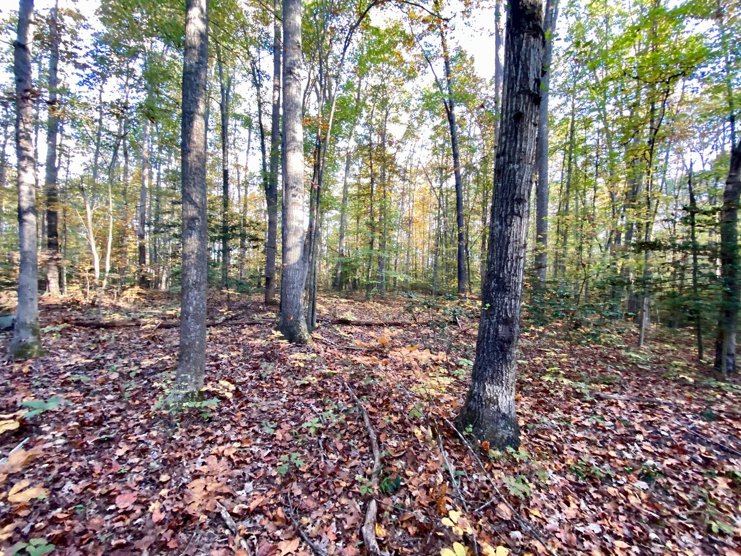 Image for 55.16 +/- Acres of Desirable Land Fronting Smith Station Rd. w/3 BR Home & Outbuildings in Spotsylvania County, VA--SELLING to the HIGHEST BIDDER!!