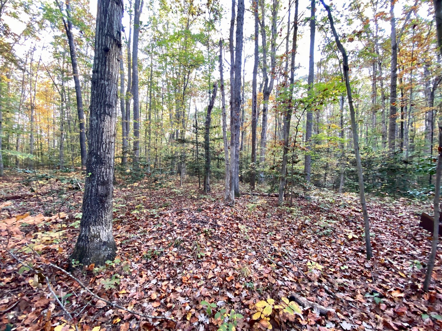 Image for 55.16 +/- Acres of Desirable Land Fronting Smith Station Rd. w/3 BR Home & Outbuildings in Spotsylvania County, VA--SELLING to the HIGHEST BIDDER!!