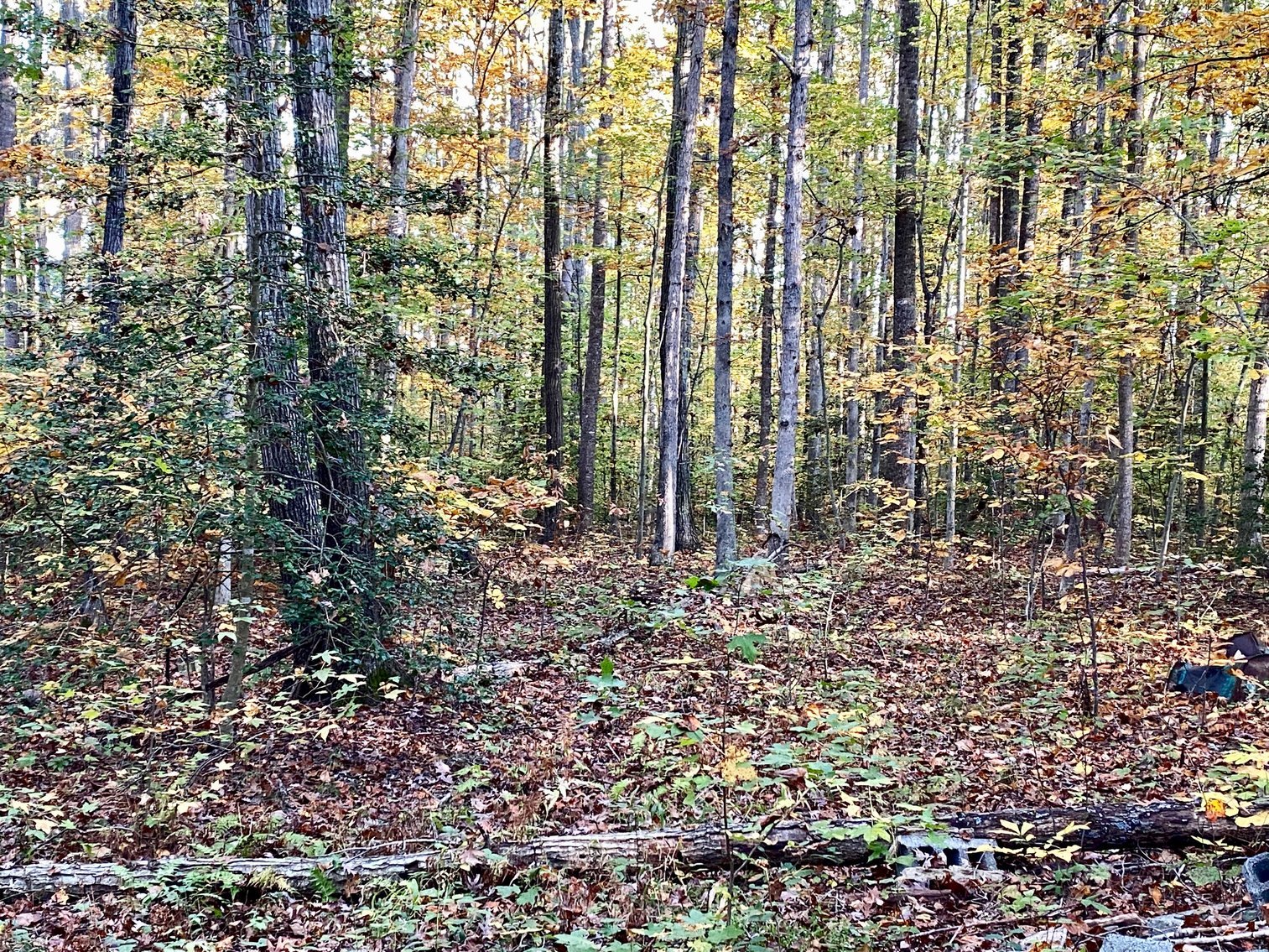Image for 55.16 +/- Acres of Desirable Land Fronting Smith Station Rd. w/3 BR Home & Outbuildings in Spotsylvania County, VA--SELLING to the HIGHEST BIDDER!!