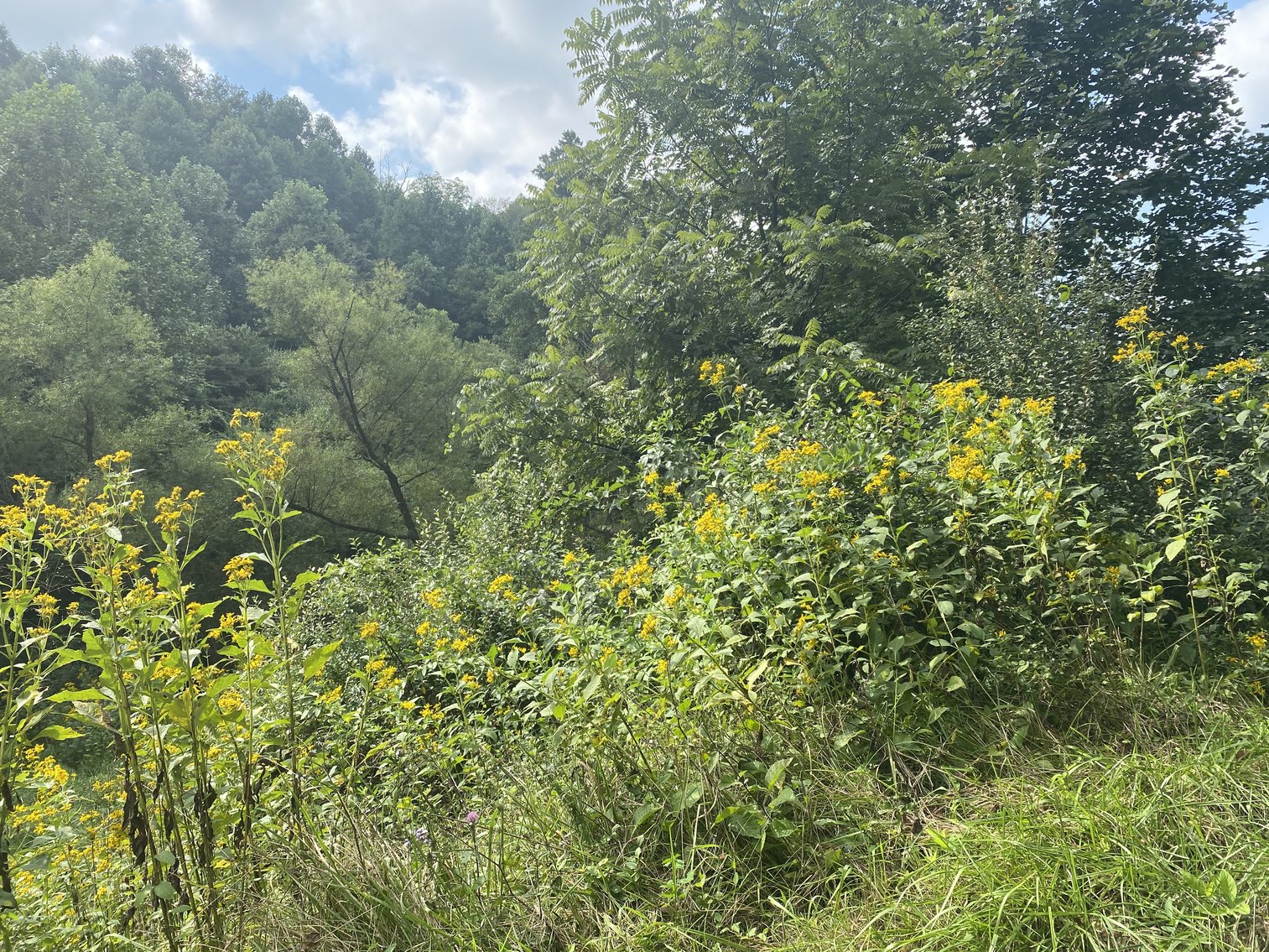 Image for SOLD $80,300 - 90+/- Acres