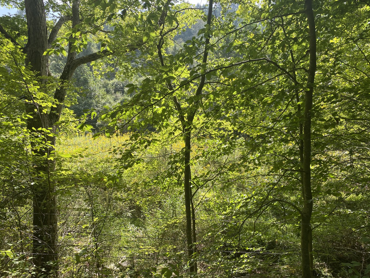 Image for SOLD $80,300 - 90+/- Acres