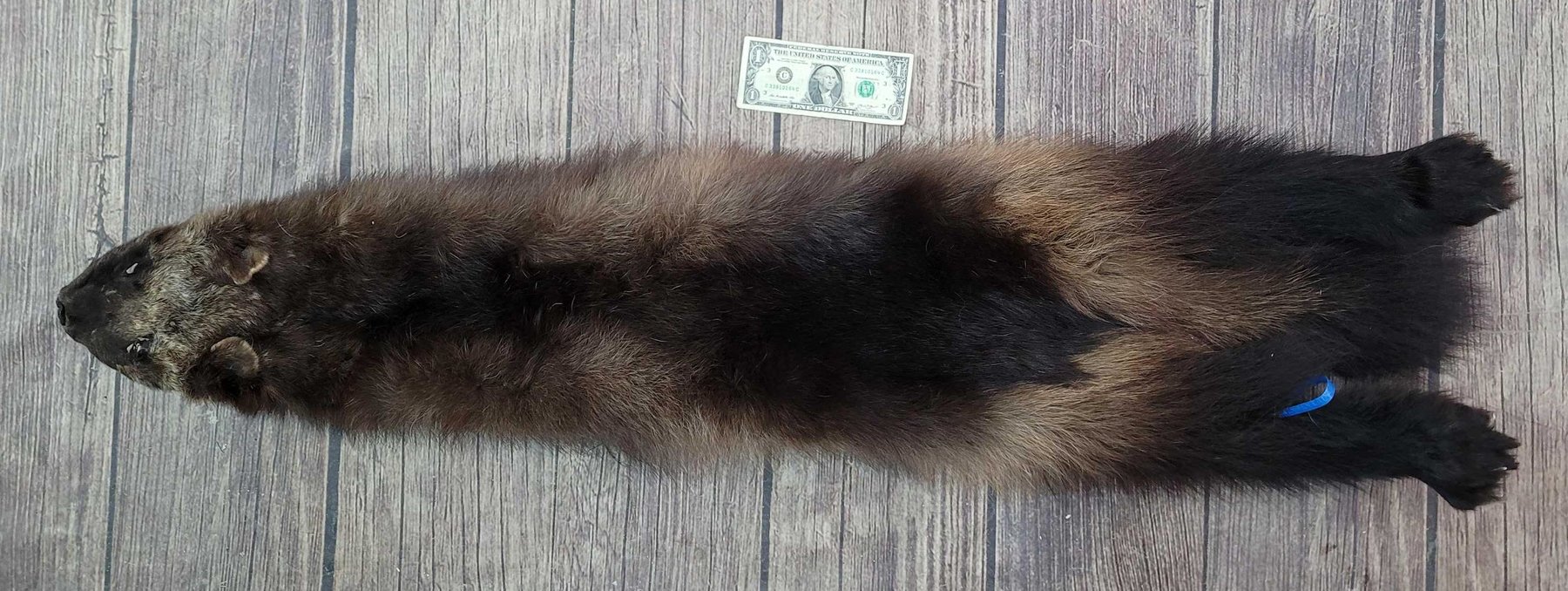 Image for January 2021 Discovery Auction